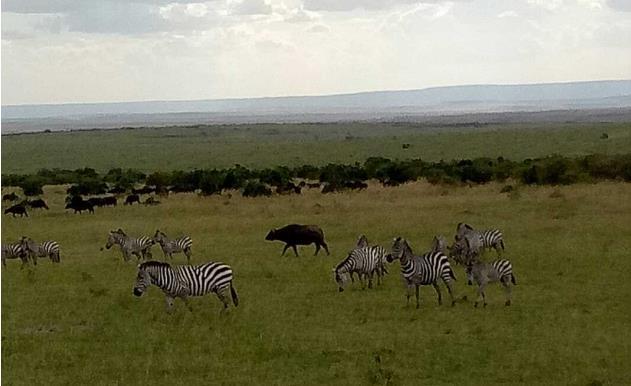 肯尼亚马赛马拉野生动物园游记