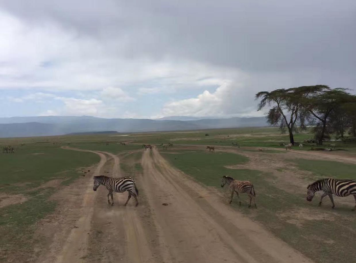 坦桑尼亚东非大草原safari旅游攻略