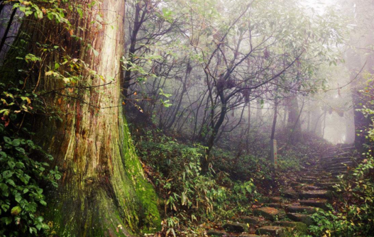 天目山游记攻略