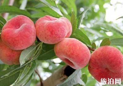 中国哪里产的桃子最好吃