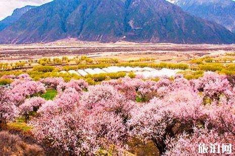 2019林芝桃花节时间 2019林芝桃花赏花攻略