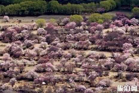 2019林芝桃花节时间 2019林芝桃花赏花攻略