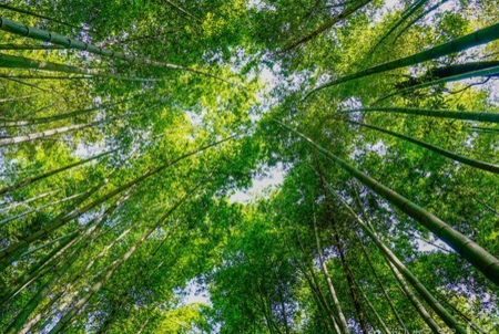 蜀南竹海门票是多少   蜀南竹海几月去最好