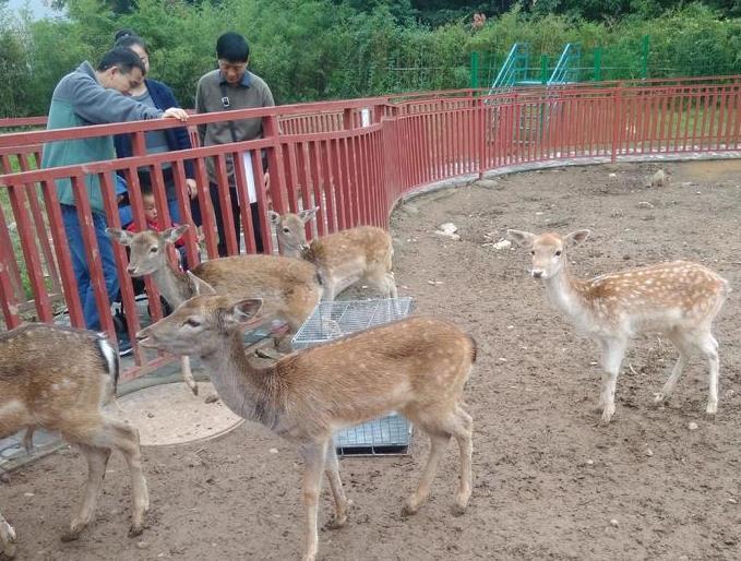 秦岭野生动物园攻略 秦岭野生动物园怎么样