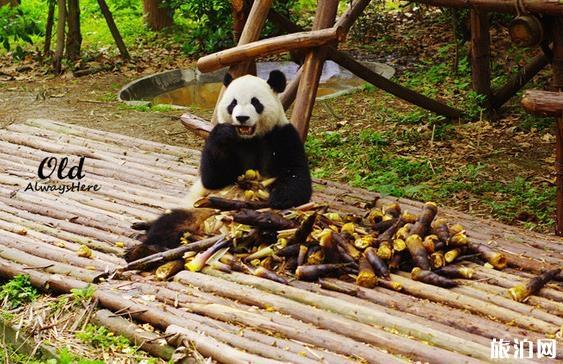 成都大熊猫繁育研究基地攻略