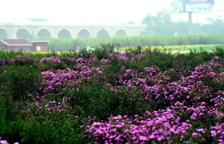 北京哪里有花海 北京花海在哪个地方