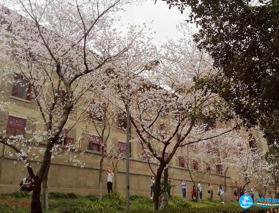 武汉大学樱花好看吗 武大赏樱花游记