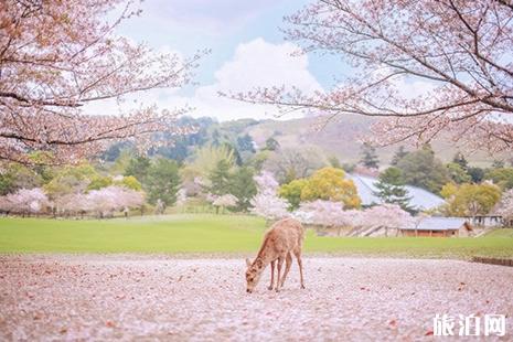 2019日本樱花季是什么时候 哪里赏樱花好