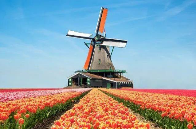 荷兰自驾游赏花攻略