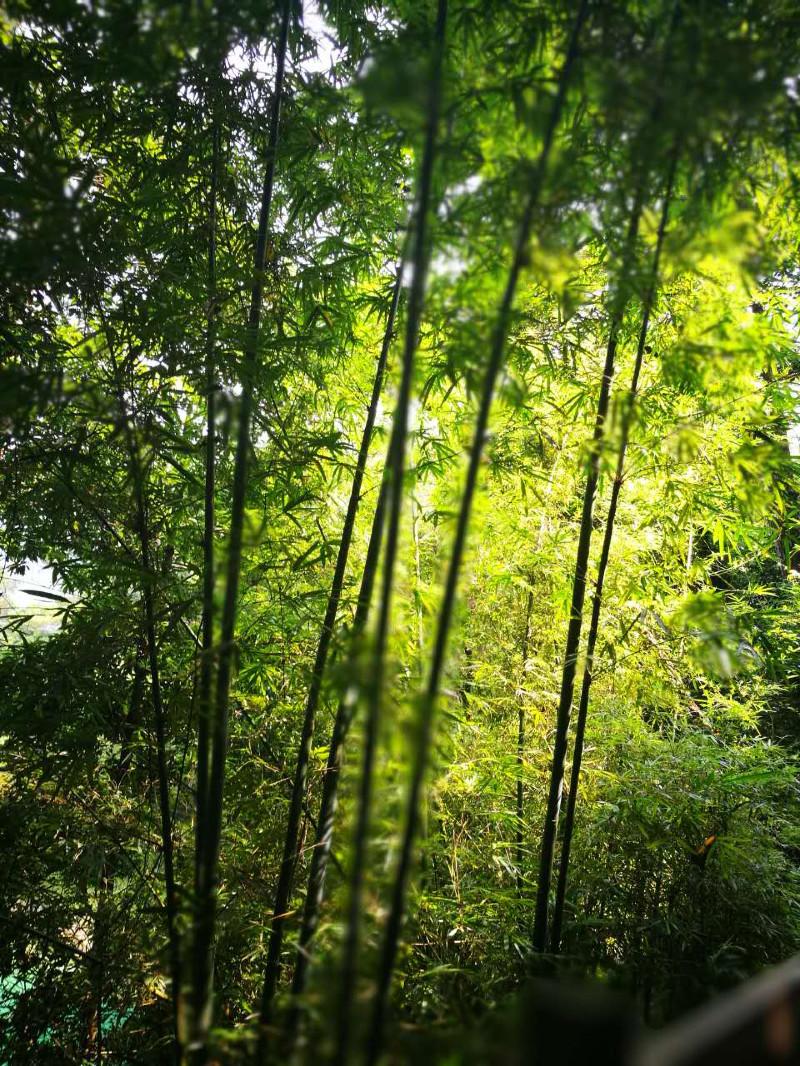 从化有什么旅游景点 从化有什么好玩的