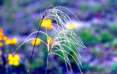 北京哪里有花海 北京花海在哪个地方