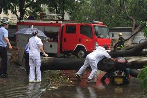 台风天鸽的威力有多大  台风天鸽造成伤亡人数达到多少