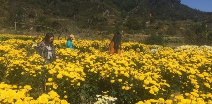 婺源菊花什么时间开 婺源菊花什么时候开