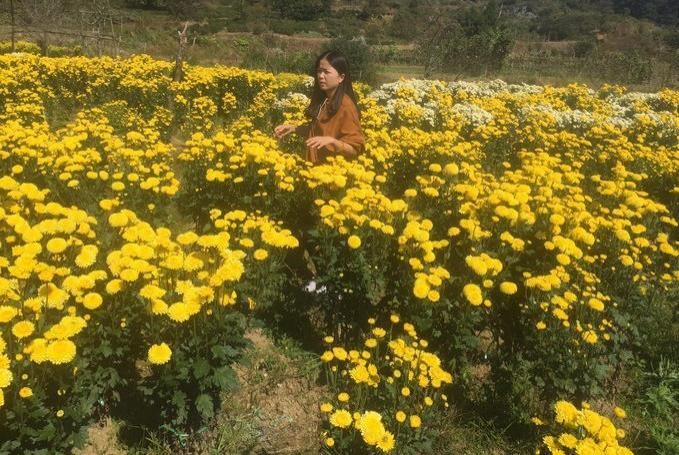 婺源菊花什么时间开 婺源菊花什么时候开