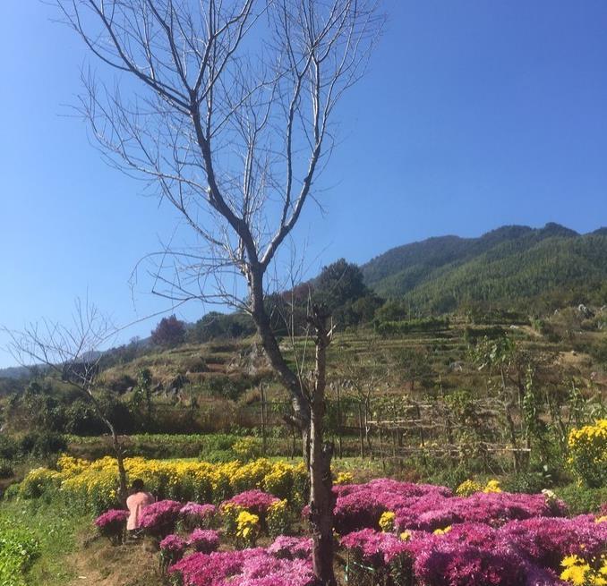 婺源菊花什么时间开 婺源菊花什么时候开