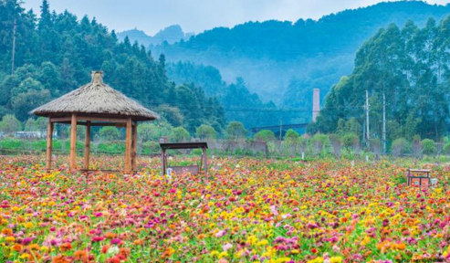 黄姚花海适合什么时候去  黄姚花海门票是多少