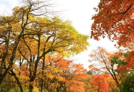 峨眉山最佳旅游路线是什么  峨眉山门票是多少