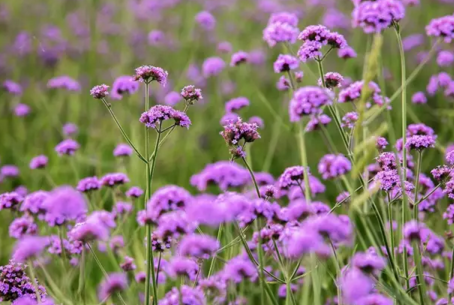 北京哪里有花海 北京花海在哪个地方