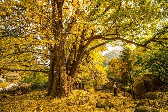 五马寺林场游记 五马寺银杏在哪里