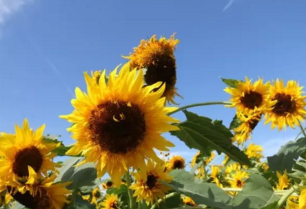 北京哪里有花海 北京花海在哪个地方