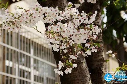 2018武汉看樱花最佳时间(武大樱花+东湖樱花)