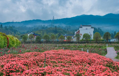 黄姚花海适合什么时候去  黄姚花海门票是多少