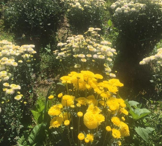 婺源菊花什么时间开 婺源菊花什么时候开