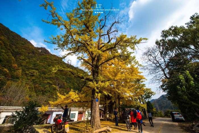 五马寺林场游记 五马寺银杏在哪里