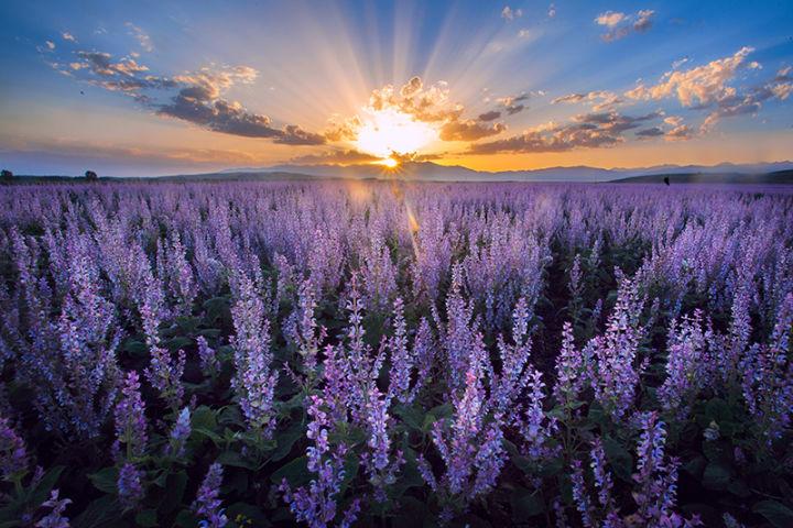 六月哪里可以赏花 夏天赏花攻略