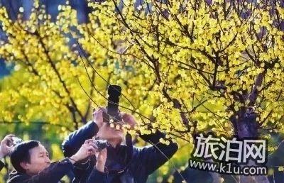 2018年上海海湾森林公园梅花节+庙会攻略