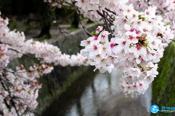 2018青白江樱花节门票价格+时间+地点