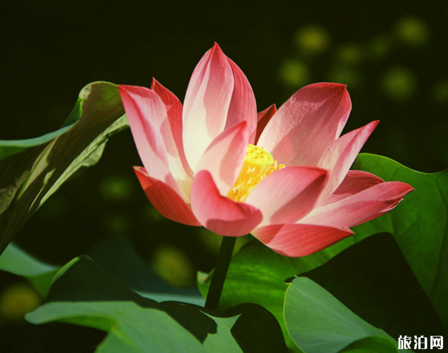 2018圆明园荷花节门票+地址+交通