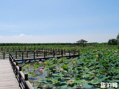 2018父亲节广州南沙湿地公园有什么活动