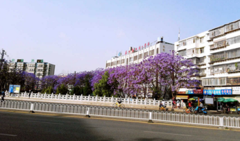 蓝花楹好看吗 蓝花楹什么时候开 花期