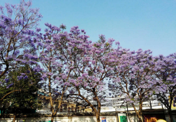 蓝花楹好看吗 蓝花楹什么时候开 花期