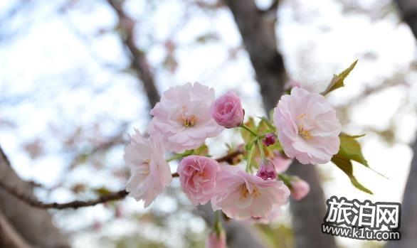 2018年南京鸡鸣寺的樱花开了吗 南京鸡鸣寺樱花什么时候开(图文)