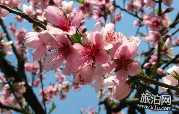 2018年南京鸡鸣寺的樱花开了吗 南京鸡鸣寺樱花什么时候开(图文)