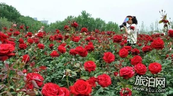 2018年武汉看花的地方有哪些 武汉周边赏花地点推荐