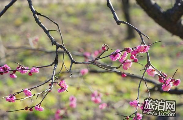 2018年上海植物园迎春花展时间+门票