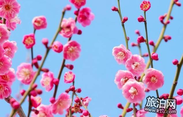 2018年武汉有哪些看梅花的好地方 武汉赏梅攻略