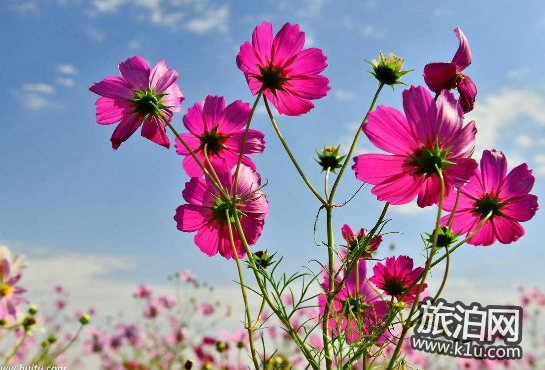 武汉春季赏花哪里好 武汉赏花线路推荐2018