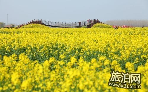 2018汉中油菜花什么时候开 汉中油菜花赏花攻略