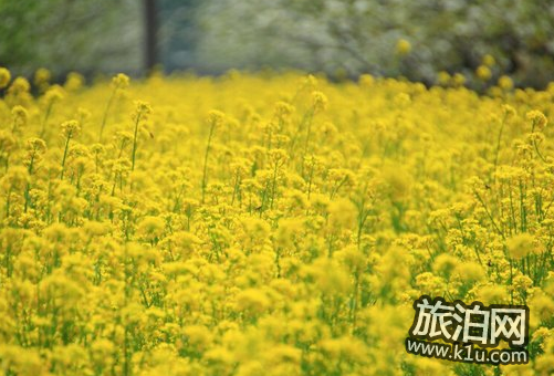 2018晋州油菜花赏花攻略 晋州油菜花什么时候开