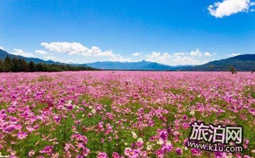 2018国内赏花攻略花期+交通+地点