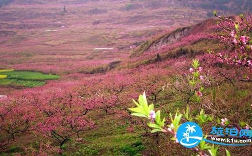 郑州春天去哪里赏花 2018郑州赏花攻略花期+门票+地址+交通