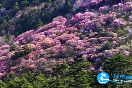 2018湖北赏花地图  湖北赏花的地方有哪些