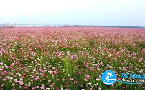 三水哪里赏花 三水赏花攻略地址+交通