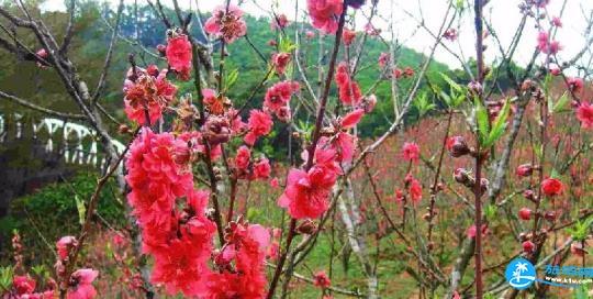 深圳看花的地方和公园有哪些推荐