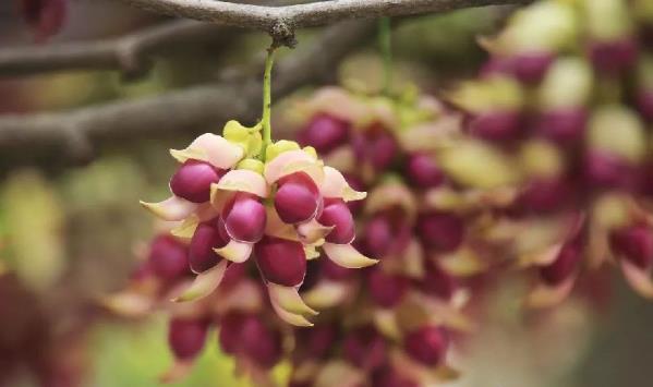 广州禾雀花什么时候开 2018年广州禾雀花开放时间