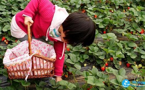 南京摘草莓的地方在哪里 南京摘草莓地方推荐